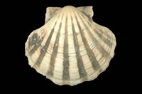 藏品(白碟海扇蛤)的圖片